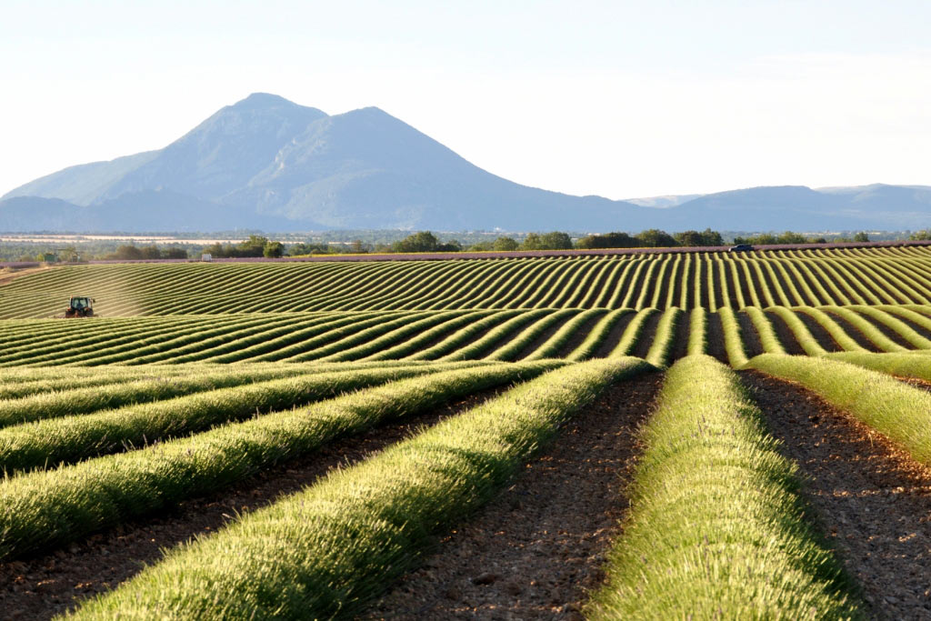 Valensole